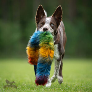 Doggie-Zen - Bungee Tug L - Bonanza - Northern Lights =Pre-Order 24/7=