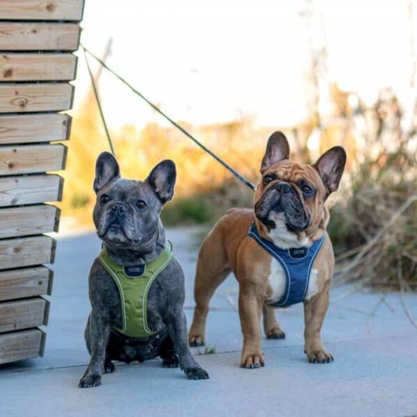 DOG Copenhagen Comfort Walk GO Harness - Afbeelding 13