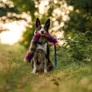 Doggie-Zen - Bungee Tug L Bonanza - Dark Rainbow =Pre-Order 24/7