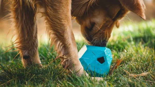 Ruffwear - Gnawt-a-Rock - Afbeelding 6