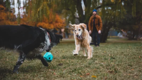 Ruffwear - Gnawt-a-Rock - Afbeelding 5