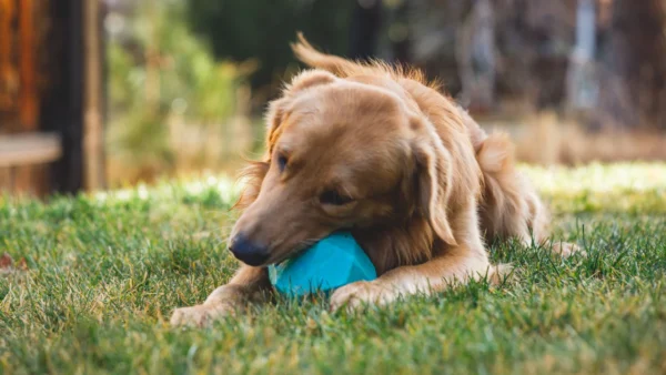 Ruffwear - Gnawt-a-Rock - Afbeelding 4