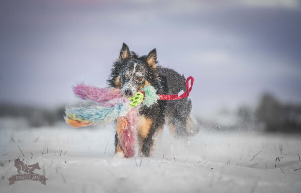 Doggie-Zen - Bungee Hol-ee Octopus Tug L - Candy - Afbeelding 4