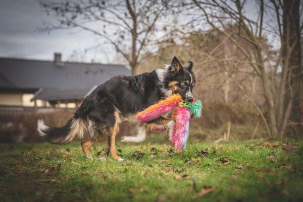 Doggie-Zen - Bungee Hol-ee Octopus Tug L - Candy - Afbeelding 3