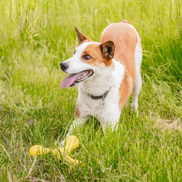 West Paw - Skamp - Fetch Toy - Afbeelding 3